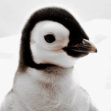 Animals & Nature - beautiful photos and wallpapers