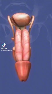 你想成为表现卓越的人吗？ 那就通过优化你的睾酮水平来释放你的潜力！鸡蛋、金枪鱼、大蒜、生姜和绿叶蔬菜等食物有助于维持健康的睾酮水平。 🥚🐟🌿它们与充足的睡眠、压力控制和规律的运动配合使用效果最佳。没有哪一种食物是万能的，坚持健康的生活方式才是真正起作用的。@knowledge1024