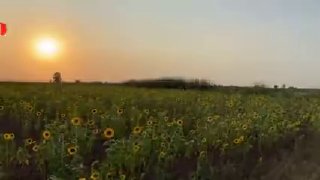 🎦 חנוכת תחנות כוח סולאריות בנוכחות הנשיא
