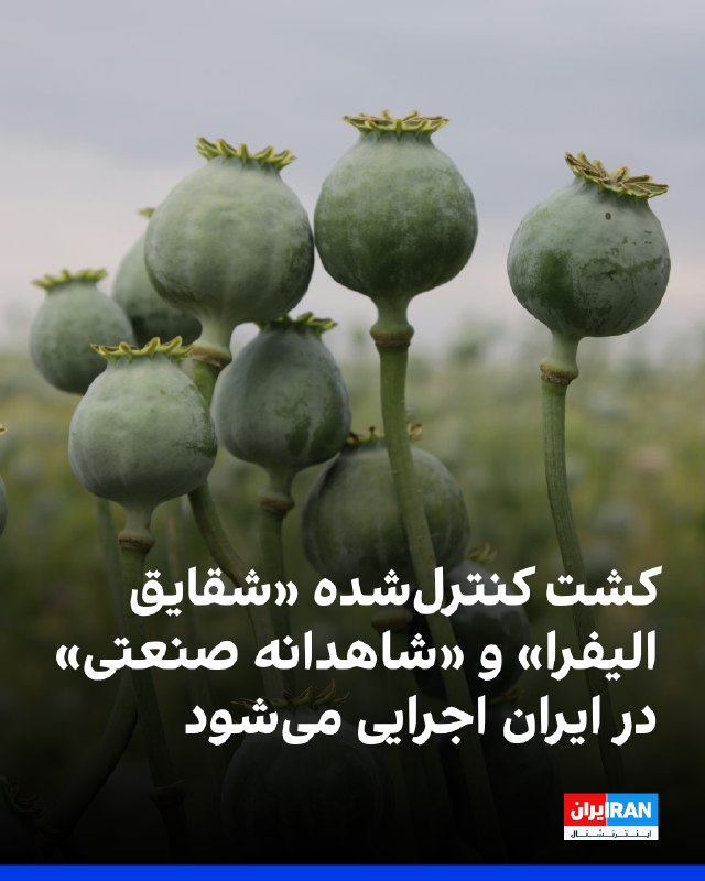 Iran International ایران اینترنشنال ✔: محمد ترحمی، مدیرکل حقوقی و امور مجلس ستاد مبارزه با مواد مخدر، از ابلاغ آیین‌نامه کشت کنترل‌شده «شقایق الیفرا»، نوعی خشخ