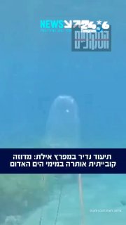 🇮🇱 תיעוד מיוחד במפרץ אילת: מדוזה הקובייתית הנדירה Alatina grandis תועדו לאחרונה במימי מפרץ אילת. מדובר במ…