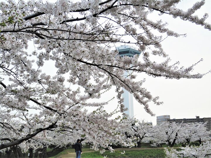 函館的春與秋