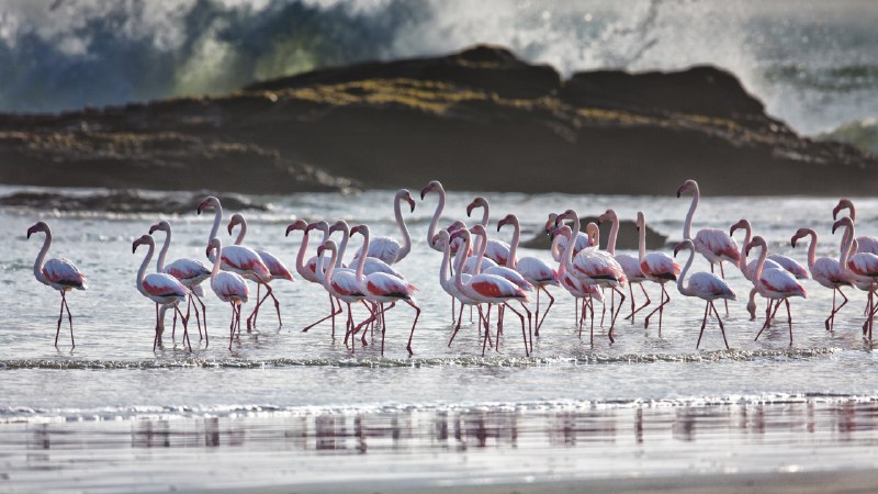 A tidal balletGreater flamingos, Lüderitz, Namibia (© Karine Aigner/TANDEM Stills + Motion)