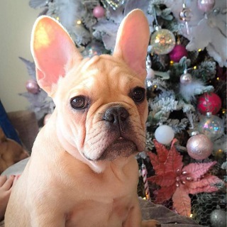 Telegram: Contact @EireFirst Telegram Group Link