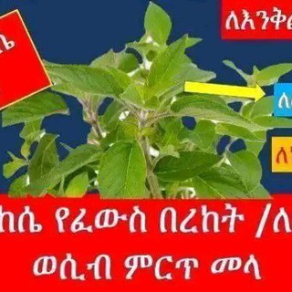 መርጌታ መንግስቱ የባህል መዳኒት ቀማሚ እና ሰጭ