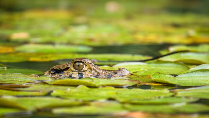 Life's good in the swamp!Young black caiman, Tambopata National Reserve, Peru (© Maxime Aliaga/Minden Pictures)