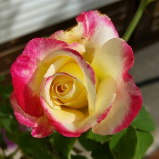rosemania 🌹 Telegram Group Link