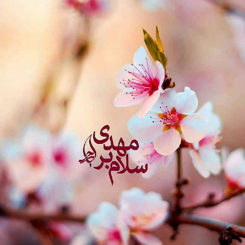 🌹چشم ب راه یوسف زهرا س🌹: سلام_امام_زمانم از داغ غمت کمر خمیده ست، بیایک بار دگر جمعه رسیده ست، بیاای بـاخـبـر از راز دل بیـمـارمتا عمر به آخر نرس
