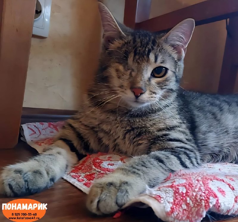 Котик *Понамарик*
Обаятельный молоденький котик с...
