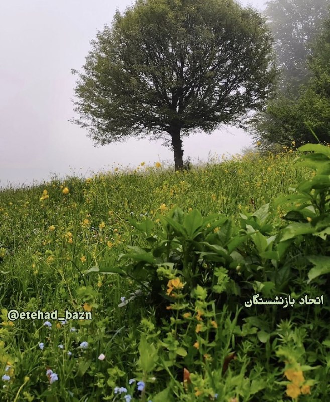 اتحاد بازنشستگان: 🍃🍃 پنجشنبه ۲۹ مرداد ۱۴۰۵۲۰ آگوست ۲۰۲۶۷ ربیعالاول ۱۴۴۸اتحاد بازنشستگان@etehad_bazn