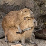 Румяные кадры
