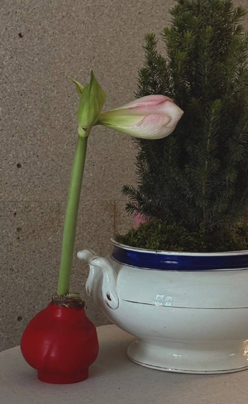 Амариллис распустился Пока только один бутон вылез, а в коробочке сидят еще два. Надеюсь они тоже распустятся Вообще-то я заказывала красный цветок... - изображение 1 - вообще, получилось, telegram