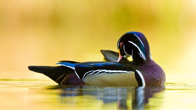 It's time to wing it!Wood duck, Quebec, Canada (© Maxime Riendeau/Getty Images)