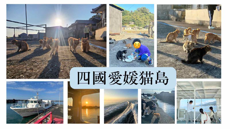 四國愛媛県猫島(青島) - 自駕