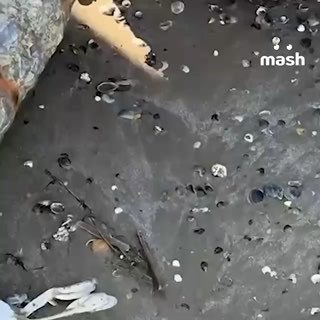 Около 70% пляжей Дагестана закрыли из-за загрязнения Каспийского моря: по береговой линии разбросаны мёртвые тюлени и птицы.По предварительным данным, причина мора животных — слив городской канализации в воду. Местные жители и туристы не раз сообщали об эт