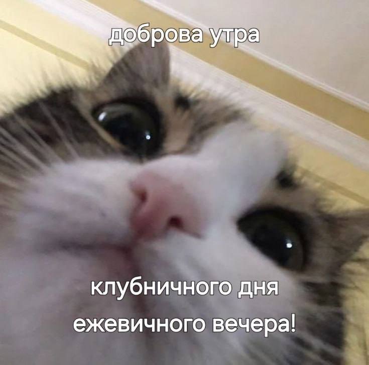 Неделя в самом разгаре, а это значит пора выбирать своего тотемного котика Какой сегодня вы? Я В ДОМИКЕ Please open Telegram to view this post VIEW... - изображение 5 - telegram, view, неделя