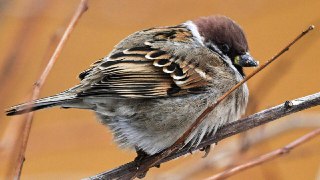 Воробьи в городах страдают ожирением из-за фастфуда, заявила ученый секретарь Института проблем экологии и эволюции РАН Наталья Феоктистова: «Многие городские звери и птицы питаются рядом с разными точками быстрого питания. Воробьи теперь могут перевариват