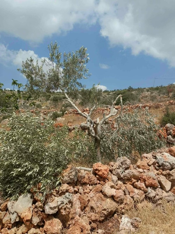 רשת חדשות ירושלים