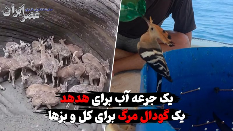 عصر ایران: یک جرعه آب برای هدهد؛ یک گودال مرگ برای کل و بزها / دو تصویر از یک ماجرا▪️حسن ظهوری🔹 یک هدهد از فرط تشنگی به انسان‌ها پن