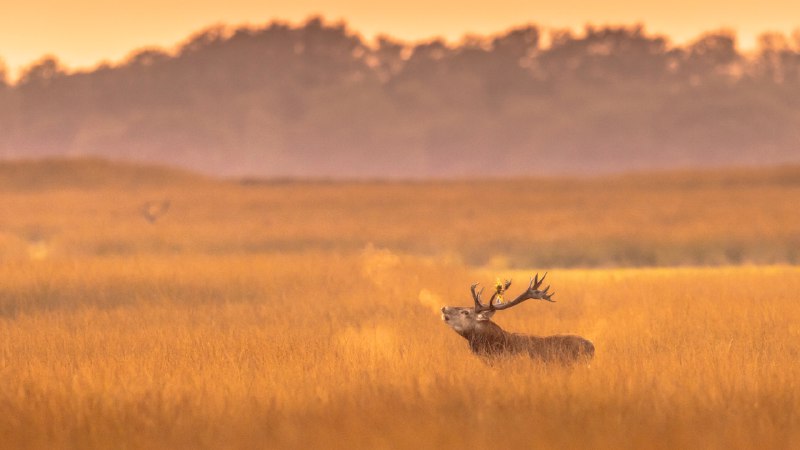 Oh deer, it's cold!Red deer stag in De Hoge Veluwe National Park, Netherlands (© CreativeNature_nl/Getty Images)