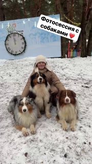 Собаки нашего питомника любят : — свои самые лучшие семьи ❤️- побеждать на выста…