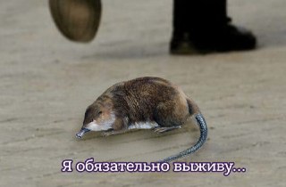 Почитайте, кто такие выхухоли, где они обитают и как российские природоохранные организации спасают этих зверьков от вымирания: https://lentach.media/tQwJv