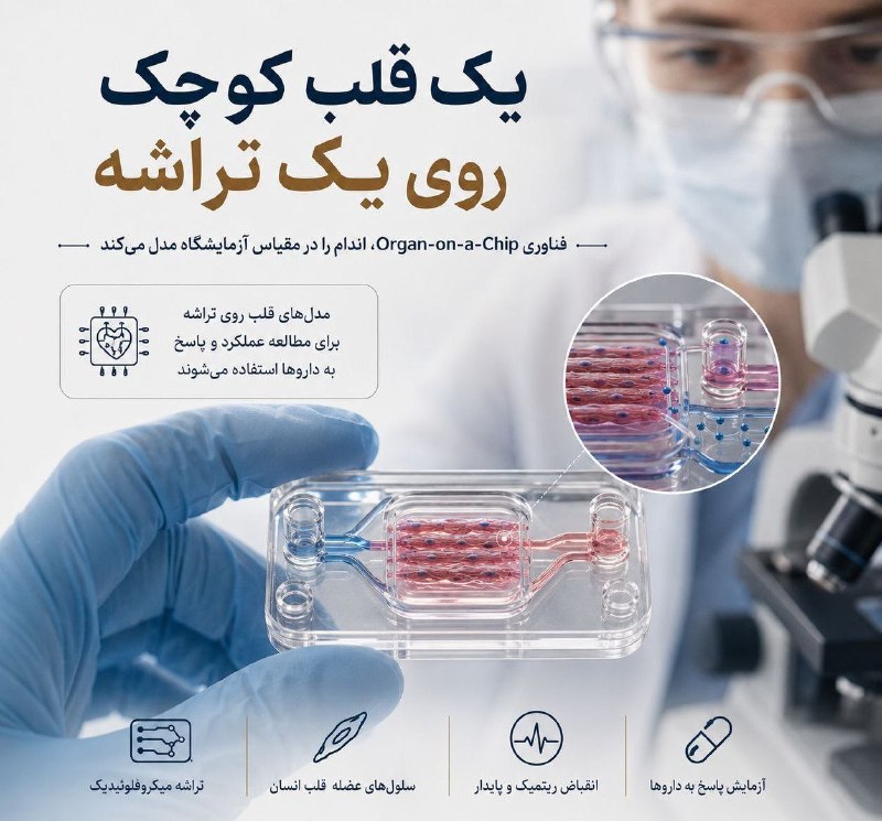 کانال خبری شیز/تکاب: 🔴 قلبی که میتواند برای پژوهش «روی تراشه» زندگی کند🔸️در فناوری Organ-on-a-Chip، پژوهشگران تلاش میکنند برخی ویژگیهای یک