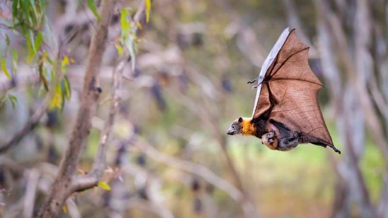 Bat signal: ONGrey-headed flying fox carrying her pup, Yarra Bend Park, Australia (© Doug Gimesy/Nature Picture Library)