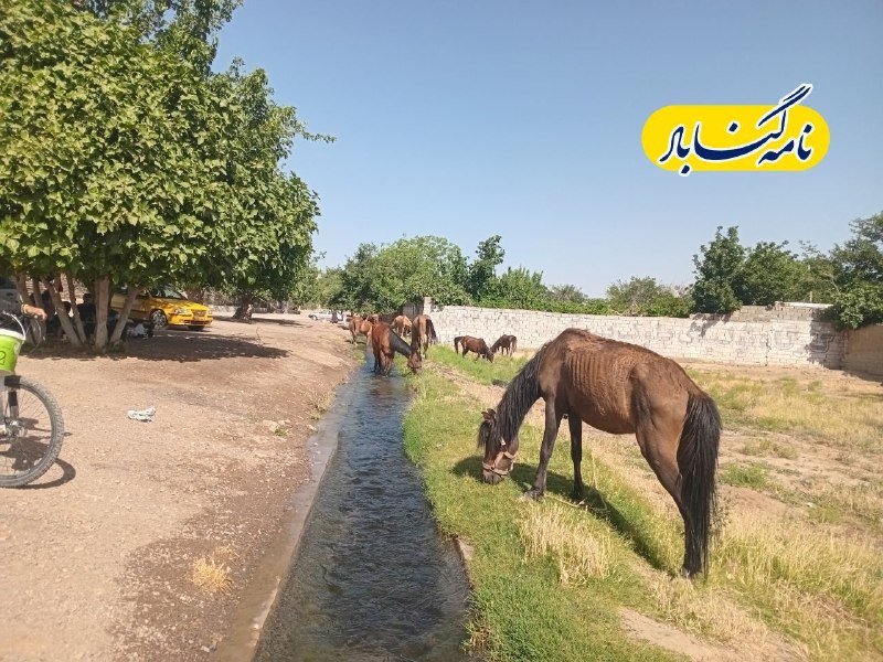 نامه گناباد - اخبار گناباد: 🔴زیبایی‌های مسیر گردشگری قنات جهانی قصبه گناباد در انتظار فعالیت مدیریت شهری است🆔@namehgonabadدر روبیکا هم با ما همراه ب