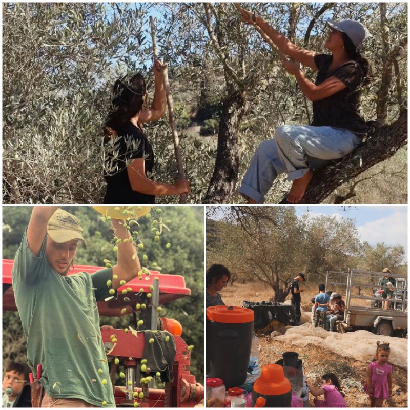 Settlers steal olive fruits and seasonal ceremonies in "Khirbat Masoud" near the town of Yabad, southwest of Jenin.