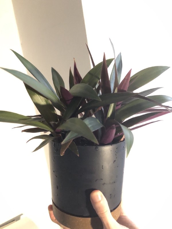 Комнатное растение (цветок) Традесканция Рео — фиолетово-изумрудный, очень нарядный — 25 лари — фото 1