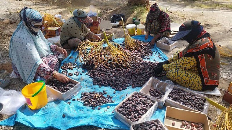 اخبار هرمزگان: پیش بینی برداشت ۳۴ هزار تن خرما از نخلستانهای رودان🔹مدیر جهاد کشاورزی شهرستان رودان: همزمان با آغاز فصل برداشت خرما، پی