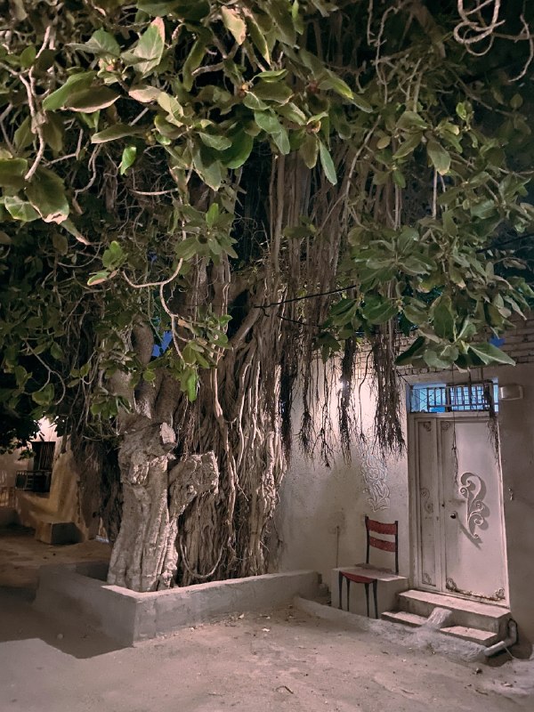 עץ דפנה יפהפה בשכונת סורו בנדר עבאס, נשמר בהשגחת העם עצמו ניק (מורטזה)