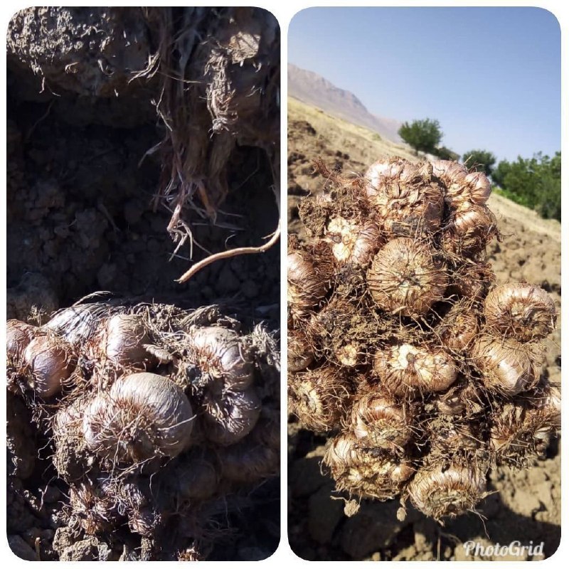 طــــلـــــوع کمــــیجـــان: #طلای_سرخ#پیاز_زعفران#فروش_پیاز_زعفران با کیفیت و مرغوبیت بالا جهت خرید پیاز زعفران میتوانید با شماره زیر تماس حاصل نما
