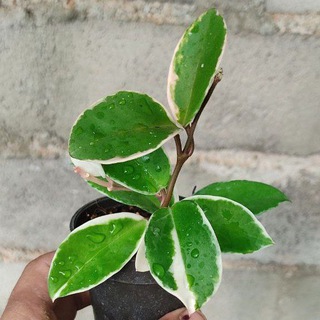 پایانه سراری گلخانه داران 🥀