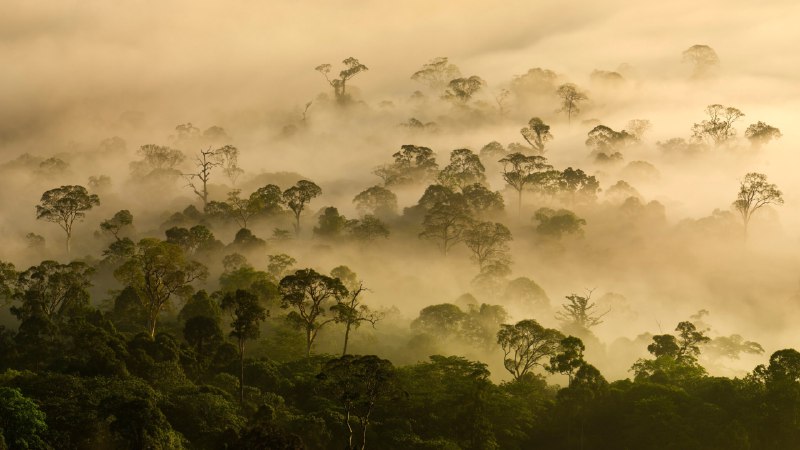 Long live the treesMist over a lowland rainforest, Danum Valley, Sabah, Borneo, Malaysia (© Nick Garbutt/Alamy)