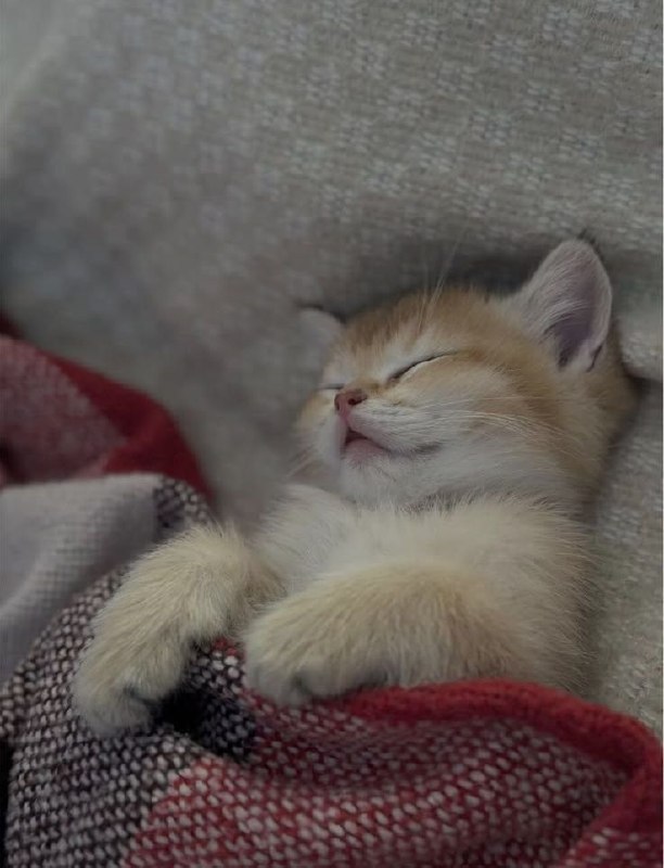 National Geographic farsi: بخوابیم..💤🌏 | @NationalGeographicFarsi