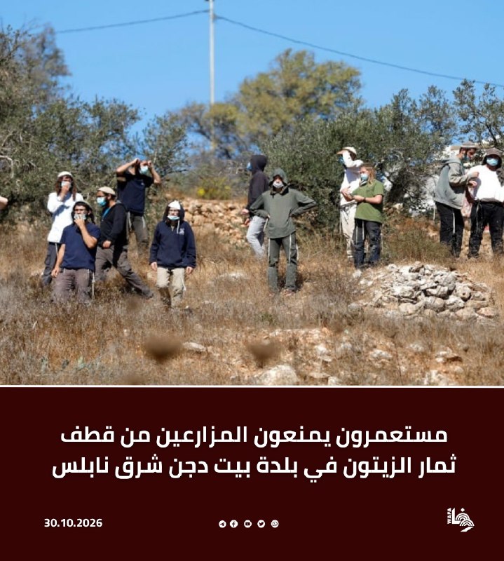מתנחלים תקפו אזרחים בעת מסיק זיתים באזור הצפוני של בית דג'אן, מנעו מהם למסוק זיתים באדמותיהם ואילצו אותם לע…