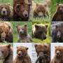 人工智能助力阿拉斯加棕熊名录建立AI enables a who''s who of brown bears in Alaska (phys.org)00:20  #Plants  #&amp;  #Animalsvia Buzzing