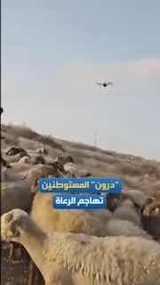 מתנחלים תוקפים רועי צאן ופוגעים בכוונה בבעלי חיים ב"ח'רבת אל-ח'ראבה" ליד העיירה אל-סמו, דרומית לחברון.