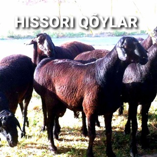 HISSORI QÕYLAR guruxi