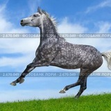 BAZOOKA PONY