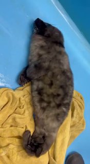 Петербургским специалистам доставили нерпу, спасенную на Ладожском озере — Фонд друзей балтийской нерпы «Малышка ползала под дождем за людьми на берегу. Сама она очень и очень слабенькая, судя по свежей пуповине и прочим признакам родилась она вчера, сразу