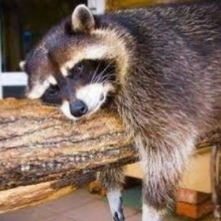 I Telegram Group Link