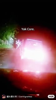 猛兽牦牛Fierce beast yak#yak #tiktok #牦牛 #草原 #动物