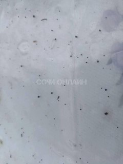 В Туапсе после разлива нефтепродуктов в море выпали «нефтяные дожди», все покрывается маслянистым налетом, пишет RusNews.