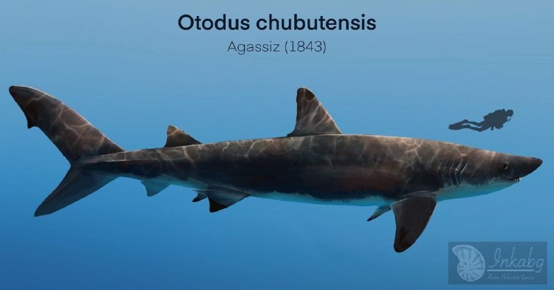 مجله علمی و فرهنگی جندی شاپور البرز: 🦈 Otodus chubutensis؛ یکی از خویشاوندان نزدیک مگالودونOtodus chubutensis یک کوسهٔ ماقبل‌تاریخی بزرگ از دودمان Otodontida