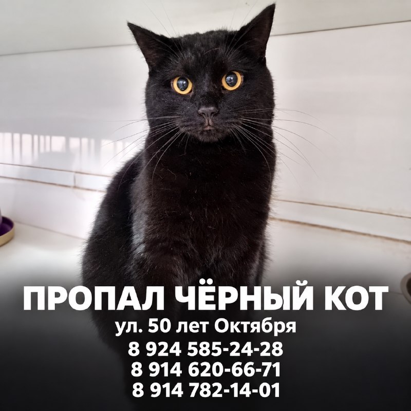 Пропал чёрный кот

Пропал кот в районе улицы 50 лет...