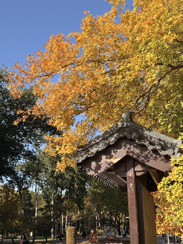 日坛公园树美人少日坛公园树美人少