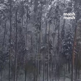 Около 1,2к деревьев рухнуло в Московской области из-за аномального снега и шквалистого ветра. Пострадали 7 человек, повреждено 475 машин, некоторые районы остались без света.По данным Mash, осадков в Шатуре, Сергиевом Посаде и Дмитрове выпало свыше 60 мм. 